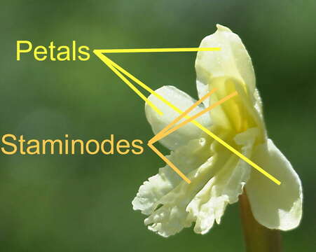 Image of Roscoea cautleoides