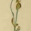 Image of Caryocolum proxima Haworth 1829