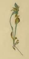 Plancia ëd Caryocolum proxima Haworth 1829