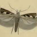 Image of Caryocolum marmorea Haworth 1829