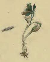 Plancia ëd Caryocolum marmorea Haworth 1829