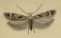 Plancia ëd Caryocolum marmorea Haworth 1829