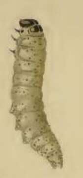 Plancia ëd Caryocolum marmorea Haworth 1829