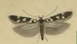 Image of Caryocolum vicinella Douglas 1850