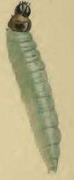Image of Caryocolum vicinella Douglas 1850