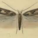 Image of Caryocolum cauligenella Schmid 1863
