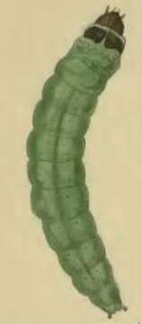 Image of Caryocolum cauligenella Schmid 1863