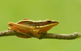 Image of Trivandrum frog