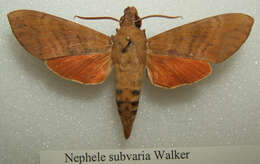 Image of Nephele subvaria (Walker 1856)