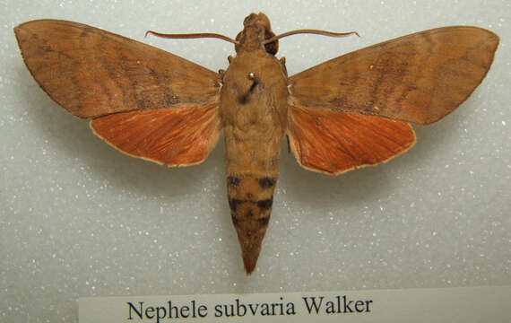 Image of Nephele subvaria (Walker 1856)