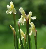 Image of Roscoea cautleoides