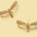 Image of Agonopterix oinochroa Turati 1879