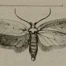 Image of Agonopterix comitella Lederer 1855