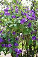 Image of Blue Potato Bush