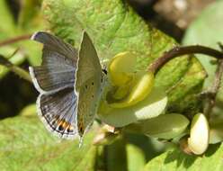 صورة Euchrysops cnejus (Fabricius 1798)