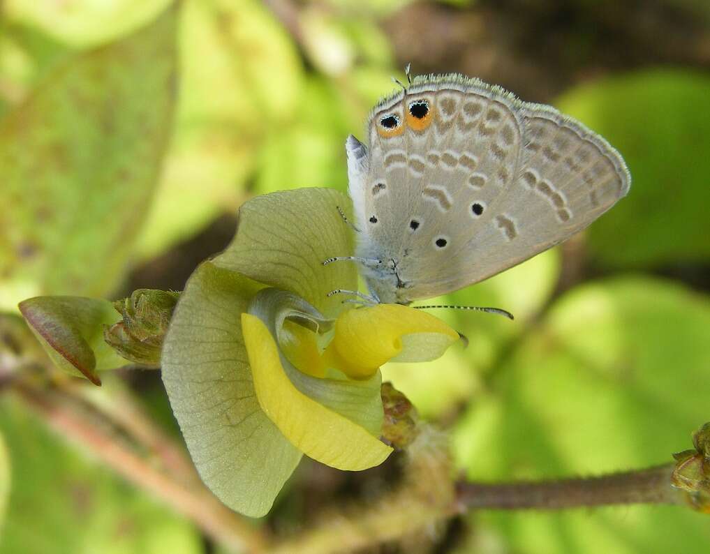 صورة Euchrysops cnejus (Fabricius 1798)