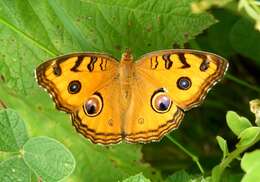 Plancia ëd Junonia almana Linnaeus 1758