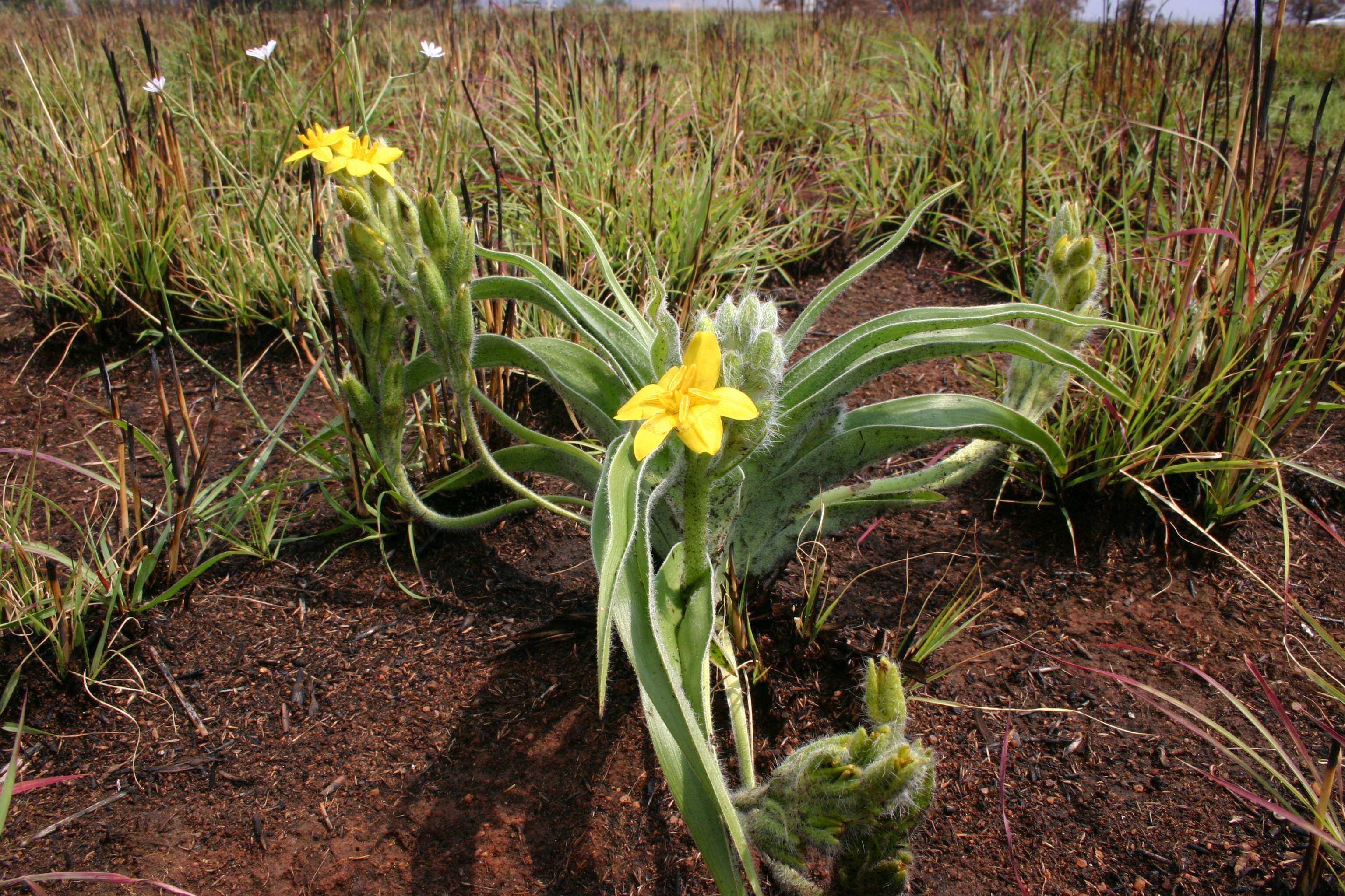 Image of African potato