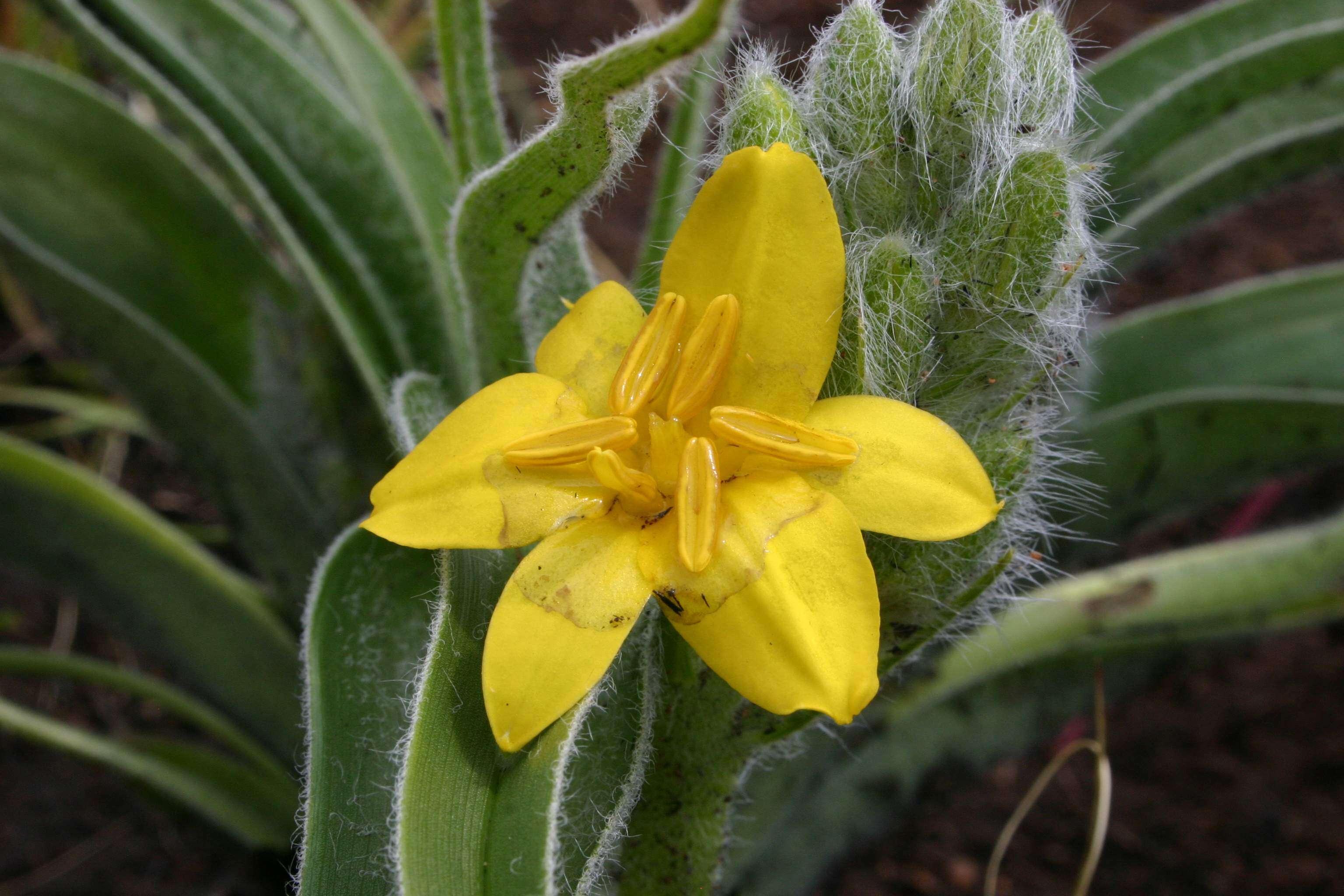 Image of African potato