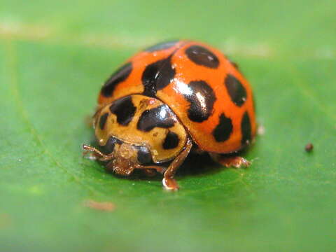 Слика од Harmonia conformis (Boisduval 1835)