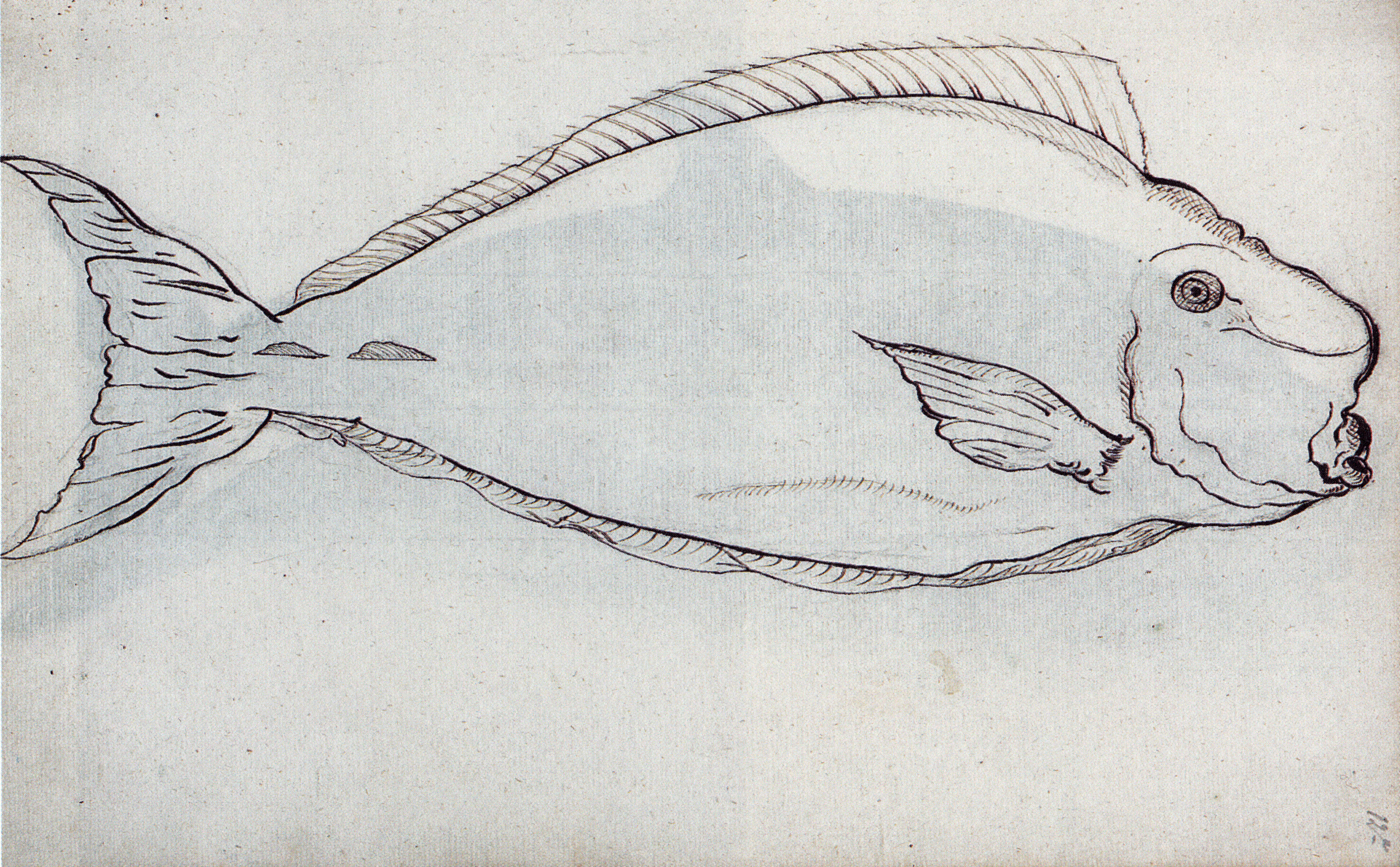 Image of Humpnose Unicornfish