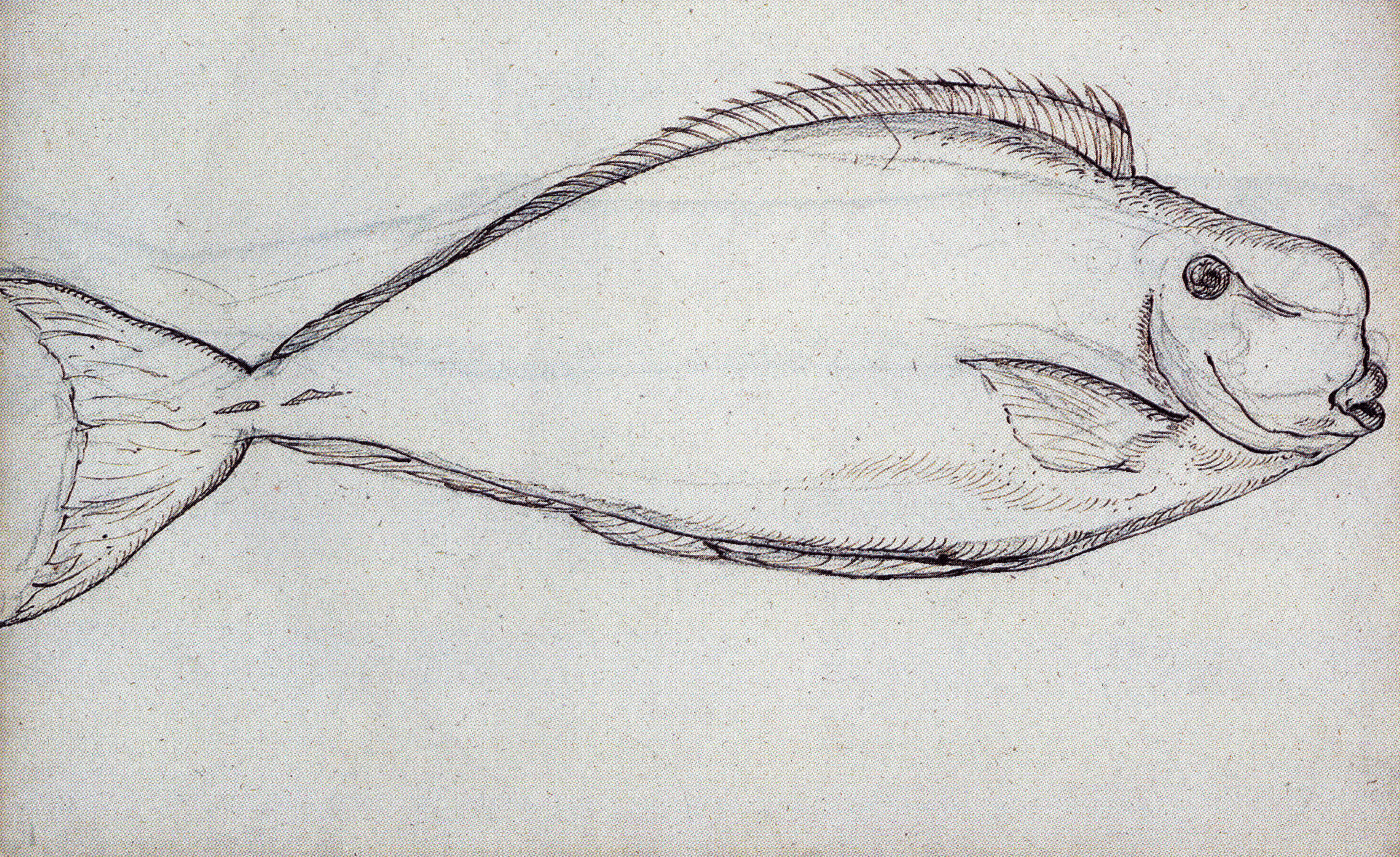 Imagem de Naso tuberosus Lacepède 1801