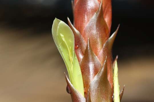 Image of Pitcairnia wendlandii Baker