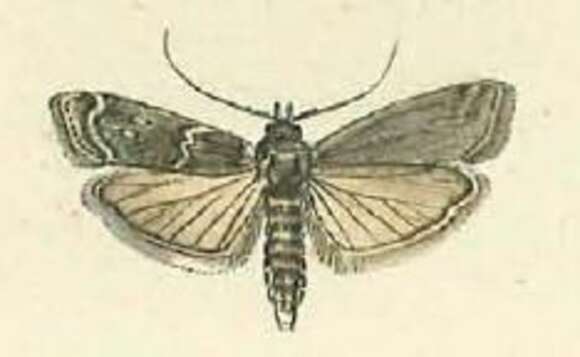 Image of Phycita meliella Mann 1864