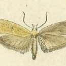 Image de Agonopterix squamosa Mann 1864