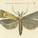 Image of Metzneria intestinella Mann 1864