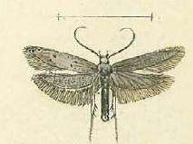 Image de Dysspastus undecimpunctella Mann 1864