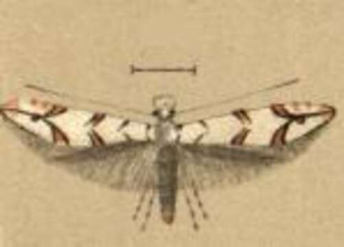 Image of Phyllonorycter fiumella (Krone 1911)