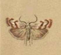 صورة Catoptria luctiferella Hübner (1810)