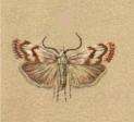 Image of Catoptria luctiferella Hübner (1810)