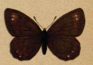 Image of Sooty Ringlet
