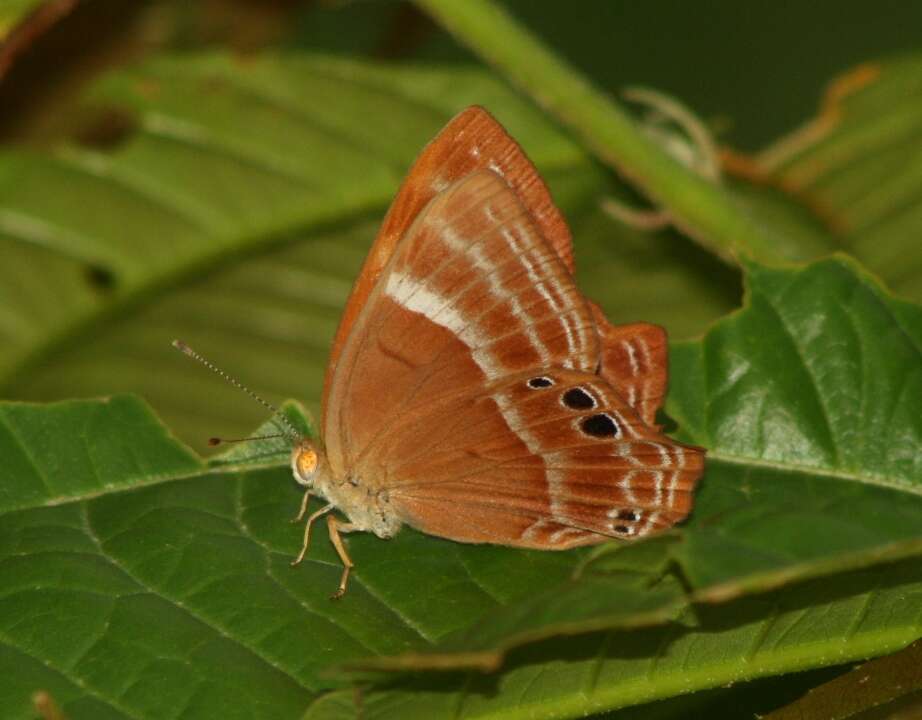 Imagem de Abisara echeria Stoll 1790