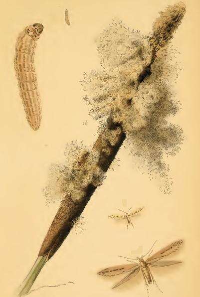 Image of Limnaecia phragmitella Stainton 1851