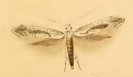Image of Kessleria saxifragae Stainton 1868