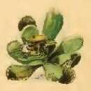 Imagem de Kessleria saxifragae Stainton 1868