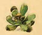 Image of Kessleria saxifragae Stainton 1868