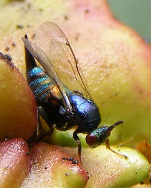 Image of ormyrid wasps