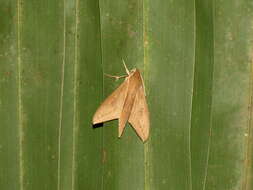 Image of Pale Brown Hawkmoth