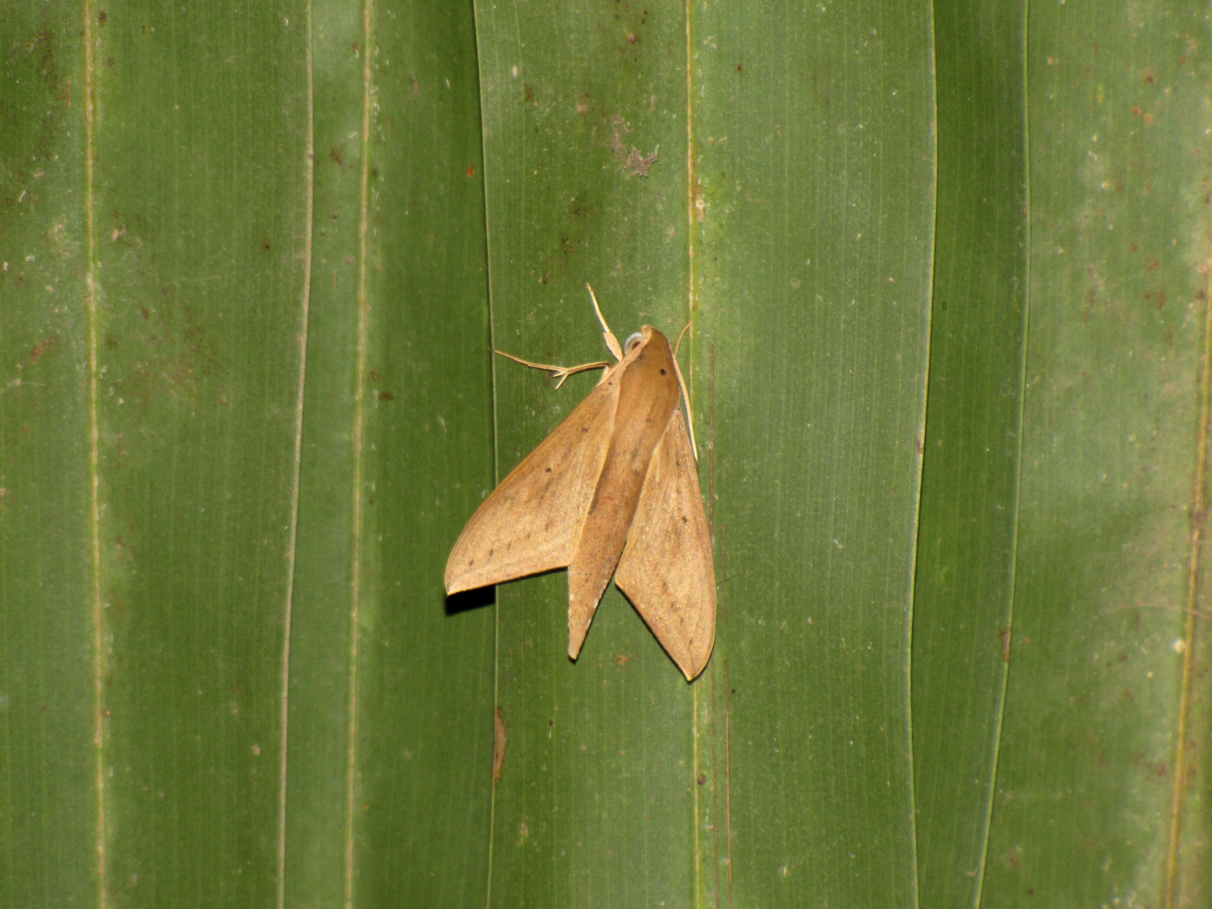 Image of Pale Brown Hawkmoth