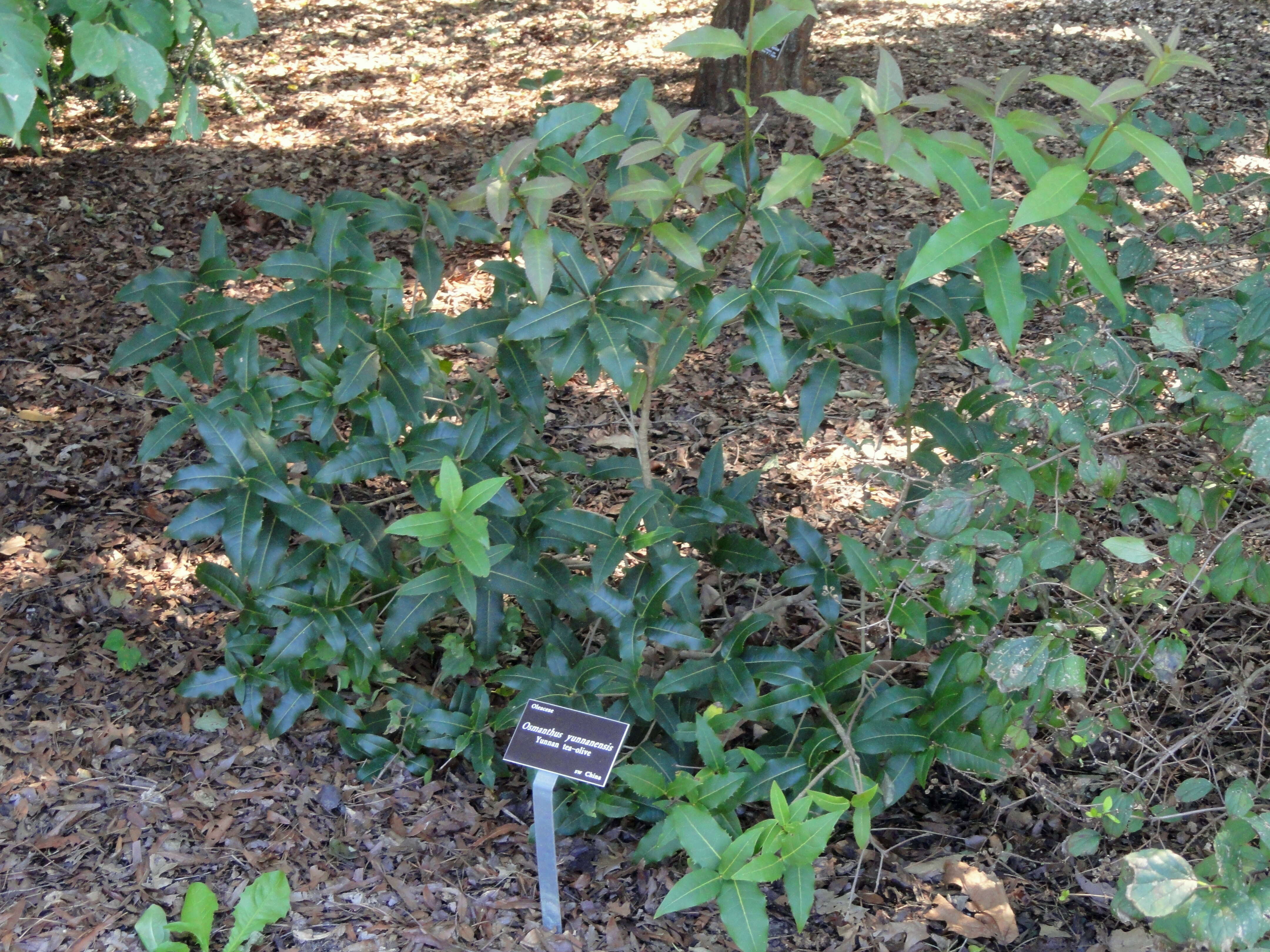 Image of Osmanthus yunnanensis (Franch.) P. S. Green