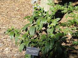 Sivun Viburnum cinnamomifolium Rehder kuva