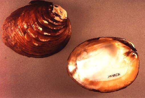 Image of White Warty-back Pearly Mussel