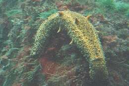 Image of Warty Sea Cucumber