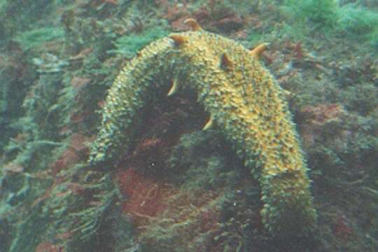 Image of Warty Sea Cucumber