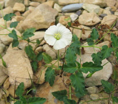 Imagem de Monsonia emarginata L'Her.