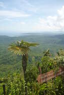 Image of Coccothrinax yunquensis Borhidi & O. Muñiz